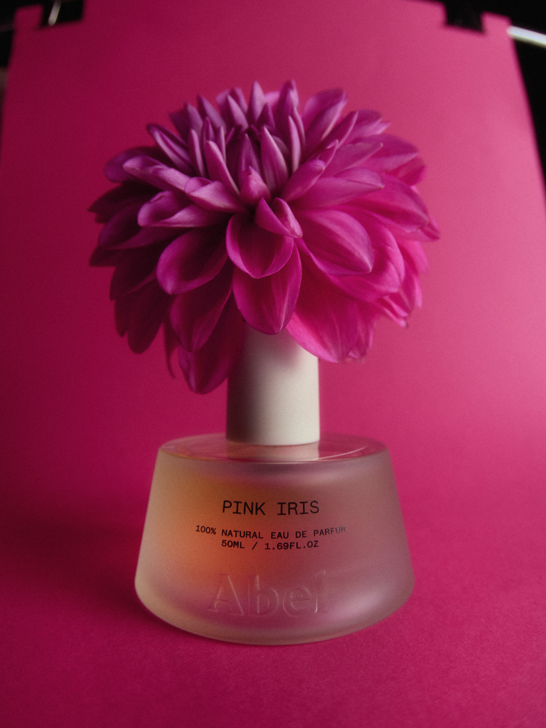 Pink Iris